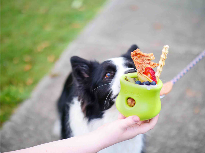 Why Enrichment for Dogs is so Important